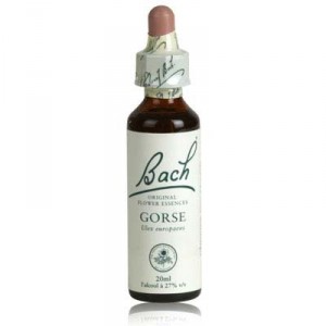 Fleur de bach GORSE n°13