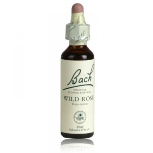 fleur de bach WILD ROSE n°37